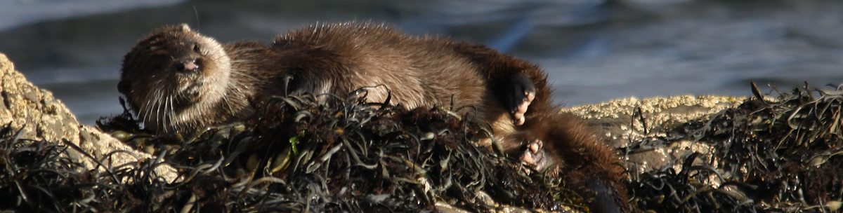 Otter Ardnamurchan Scotland